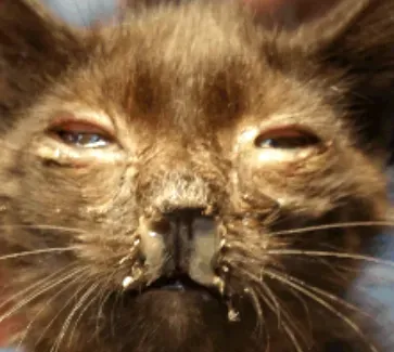 猫ヘルペスの予防と信頼できるブリーダーの見分け方