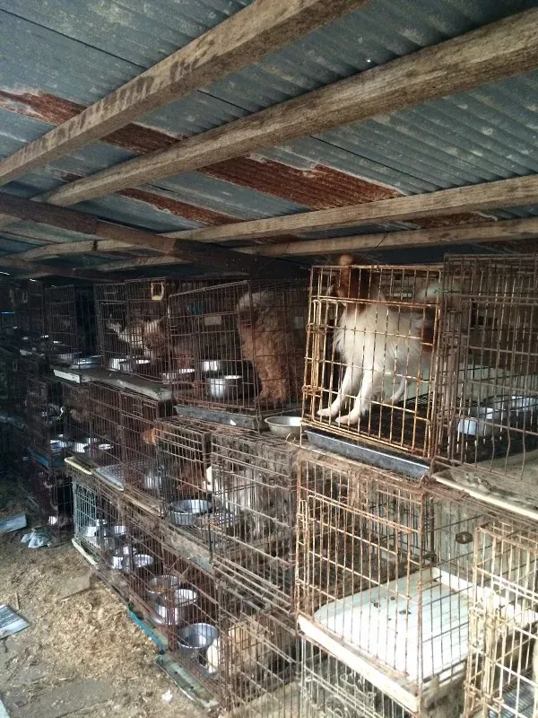 現場からの声:劣悪な猫ブリーダーの保護事例