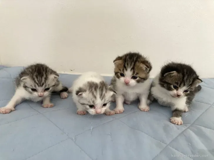 瑞江で猫を家族に迎えるなら?ブリーダーという選択肢