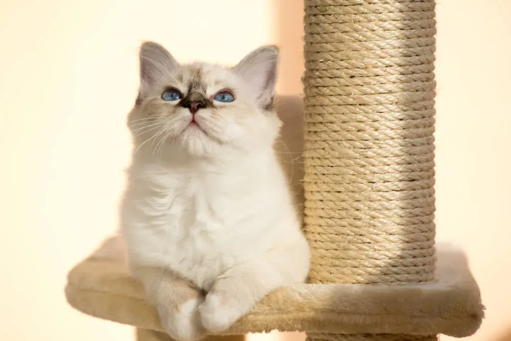 生涯コストも視野に!猫 ブリーダー 費用と賢く付き合う方法
