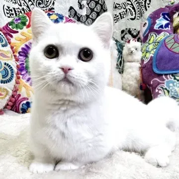 白猫の神秘的な魅力と種類を知る