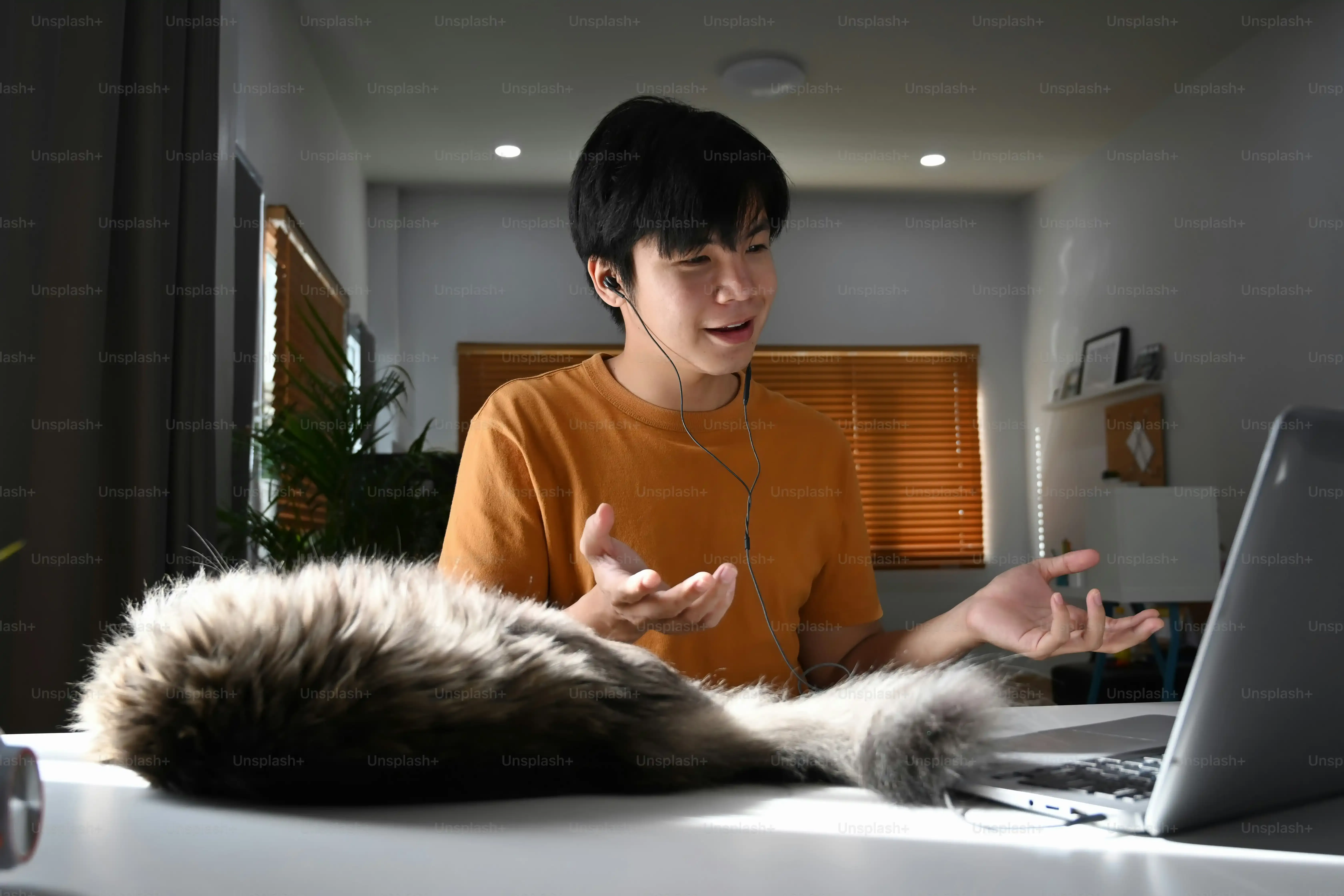石田 良輔 ブリーダーが扱う猫の種類と健康管理
