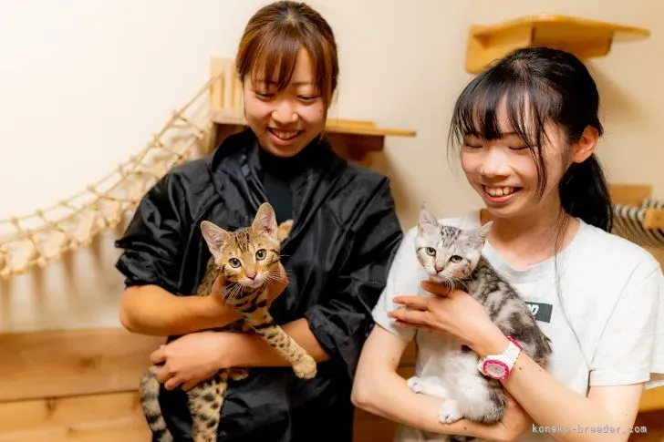 石田 良輔 ブリーダーとは?猫への愛情とこだわり