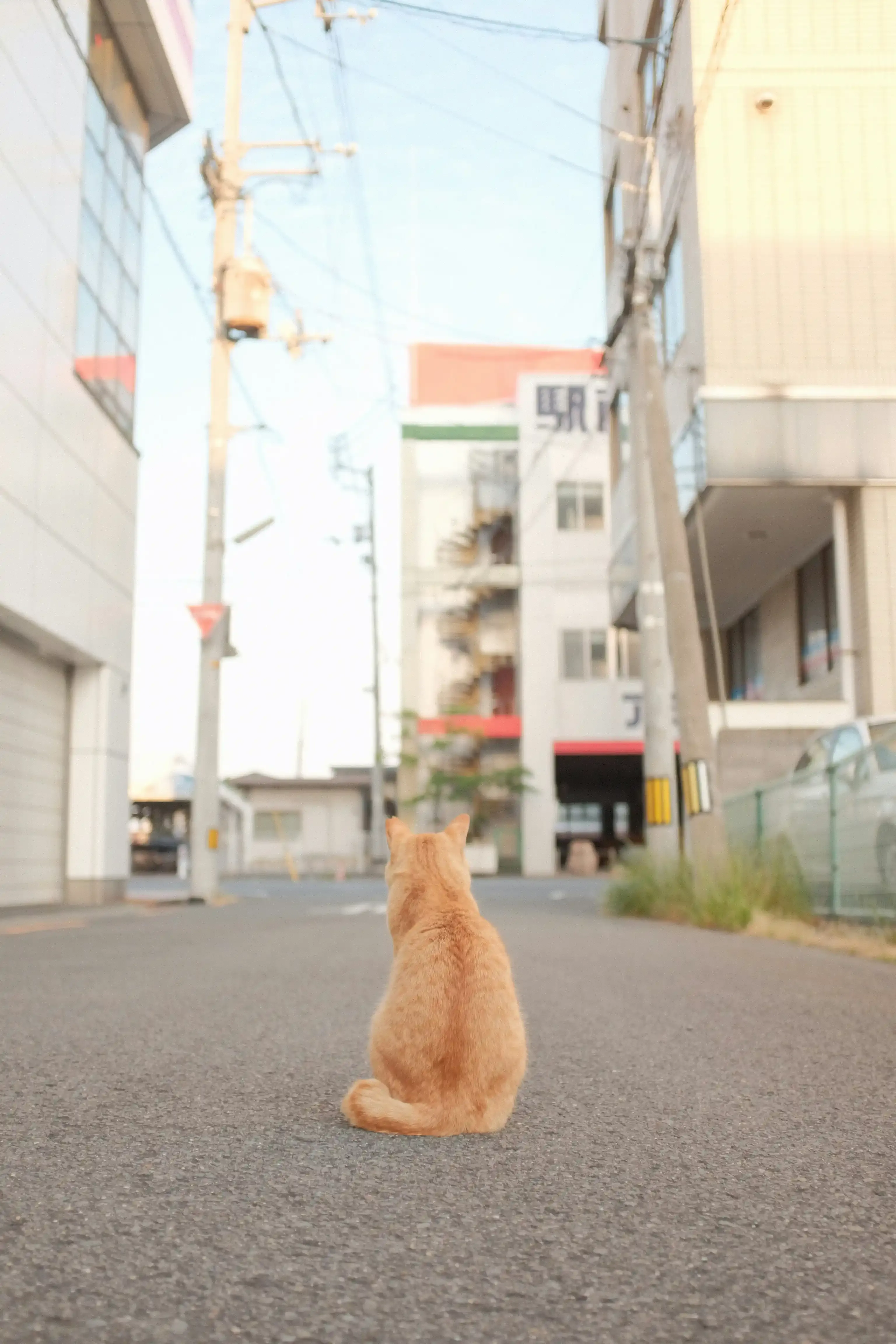 福井で猫と暮らす新生活の準備と知っておきたいこと