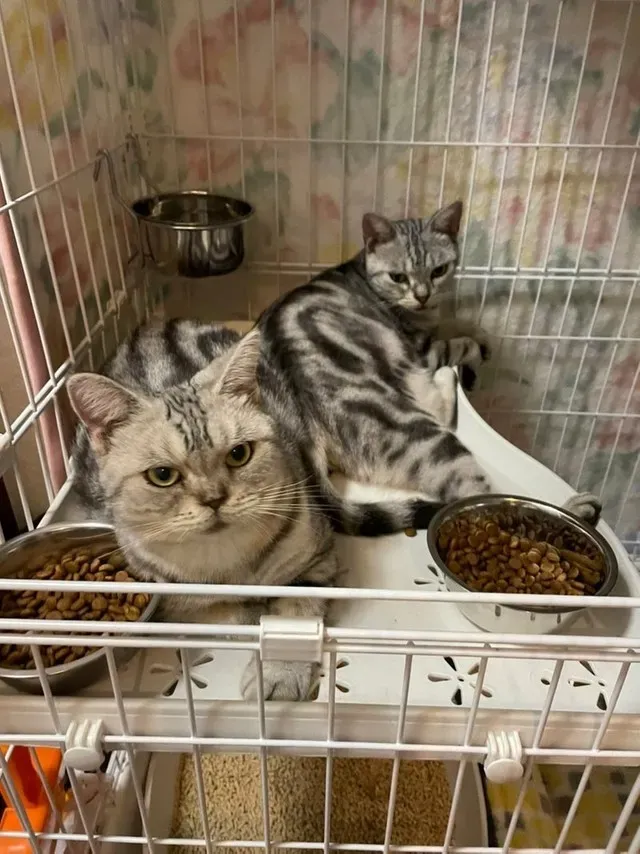 福山で子猫を探すなら:猫 ブリーダーの選び方