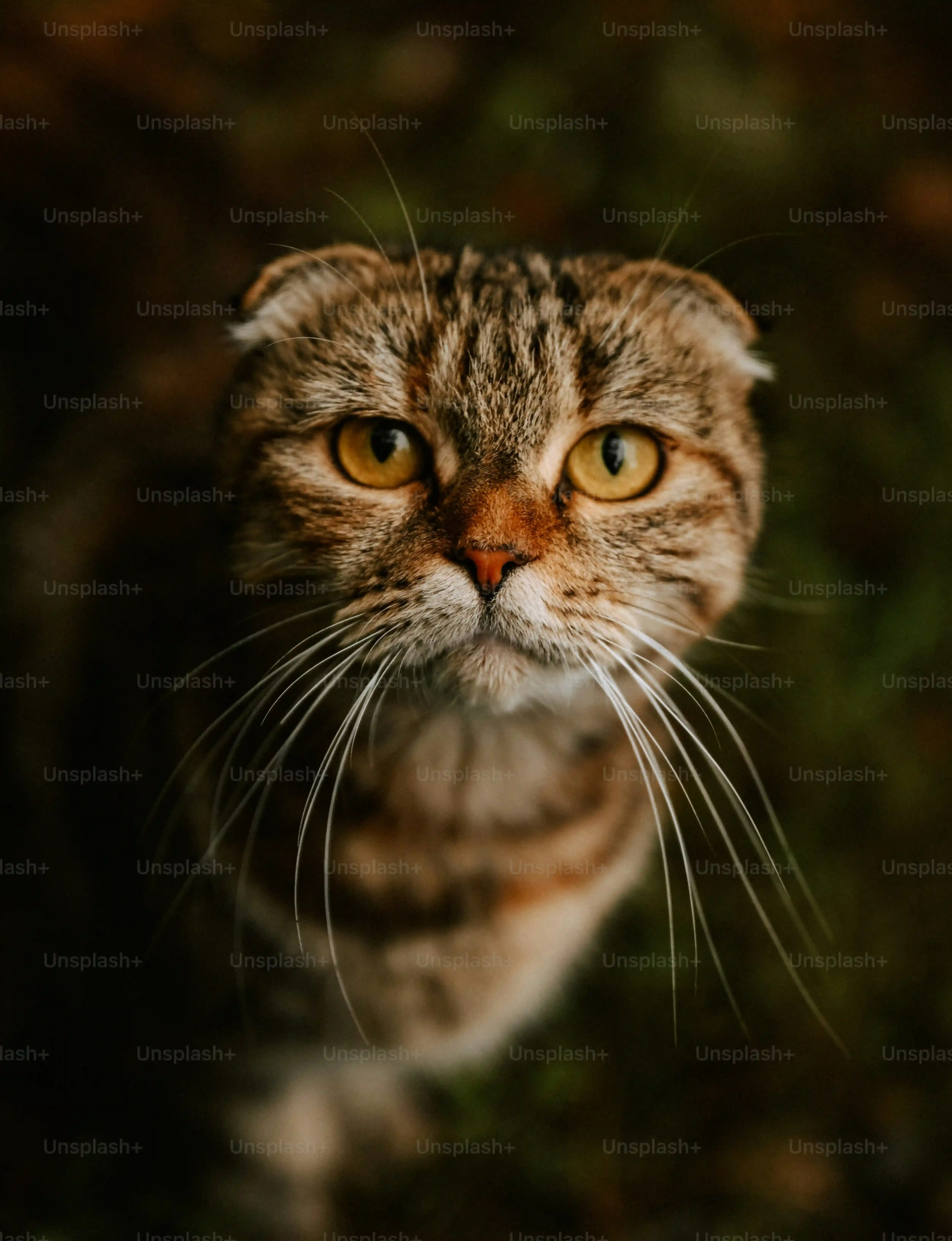 福山で子猫を迎えるまでの流れ