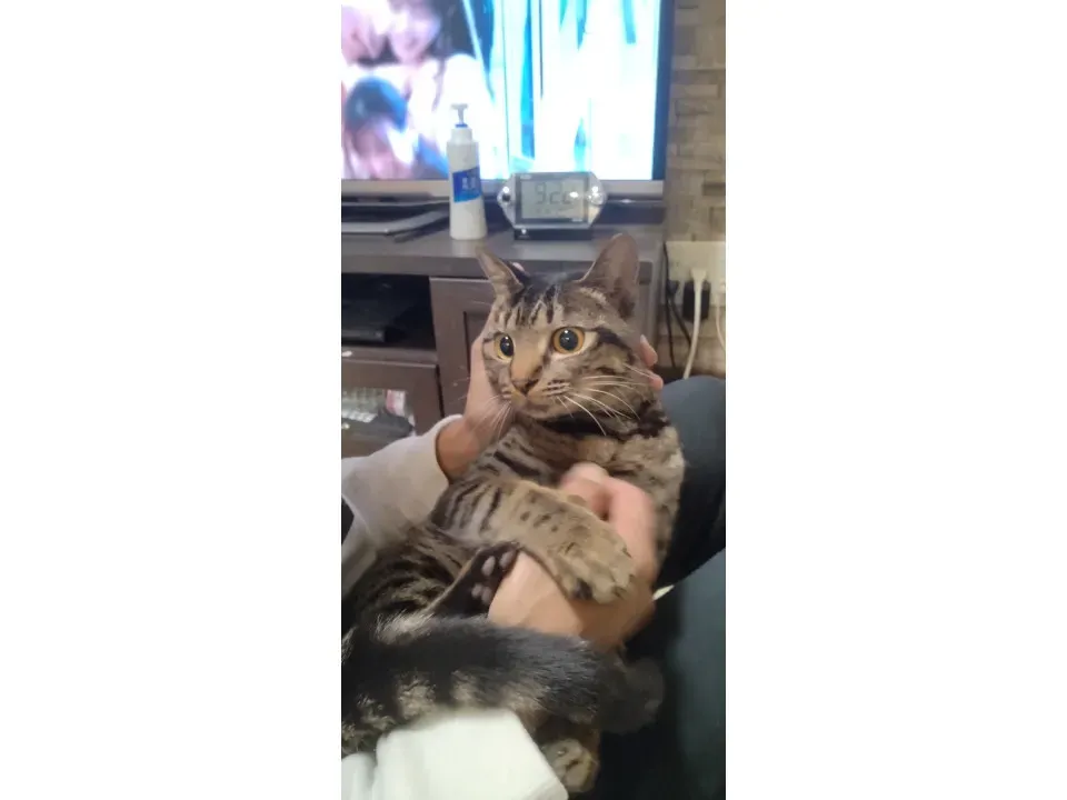 福山市で猫を探す:ブリーダーか里親か