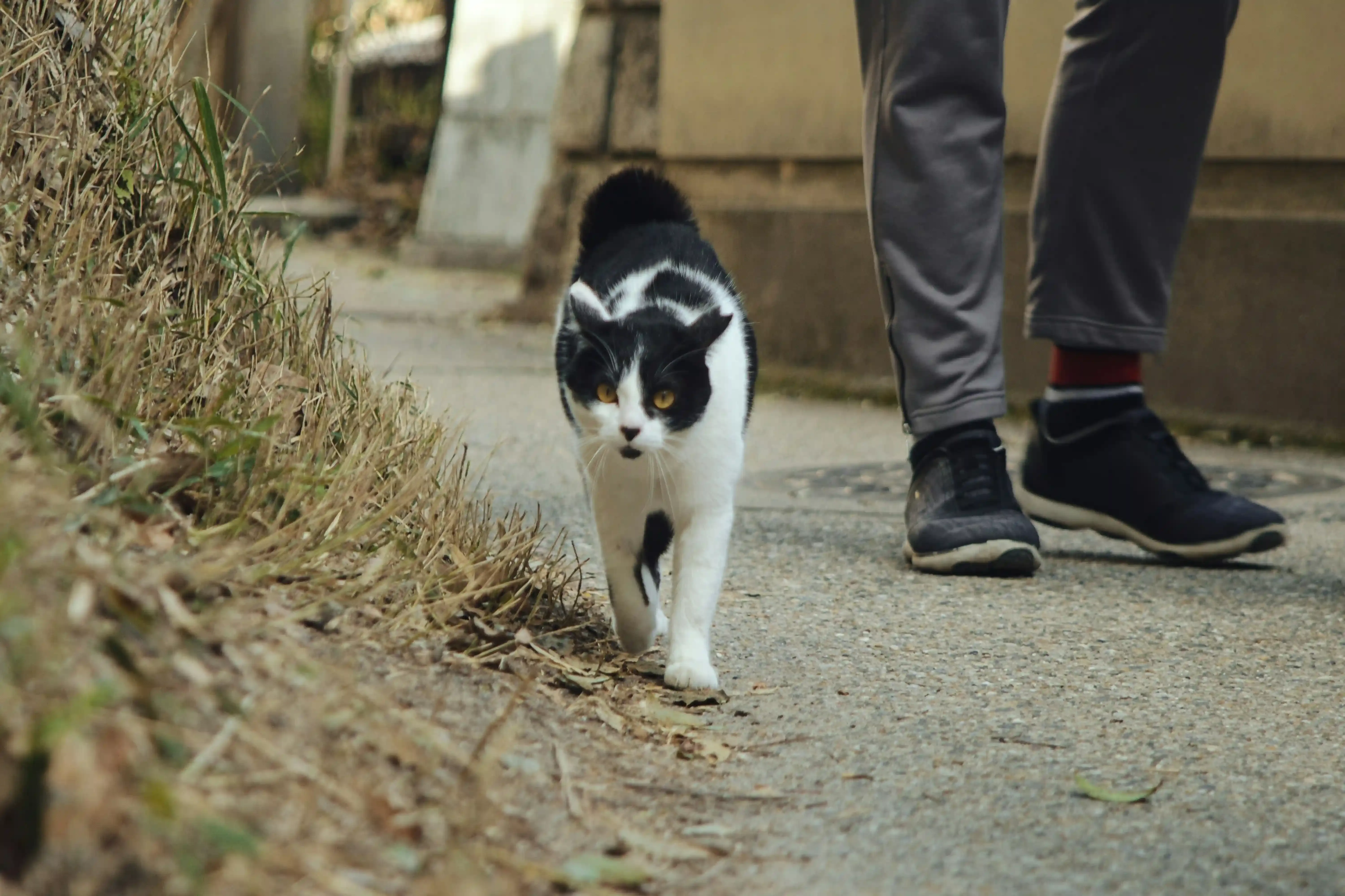 福岡 猫 ブリーダーとの良い関係を築くために