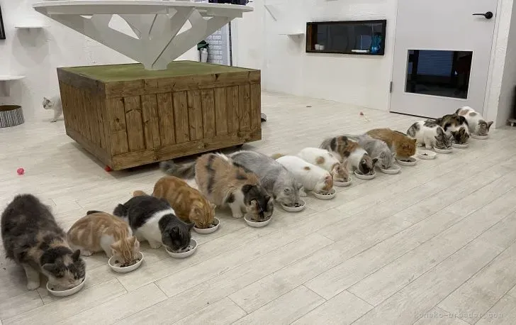 福岡で猫を探すならブリーダー？保護猫？選択肢を考える