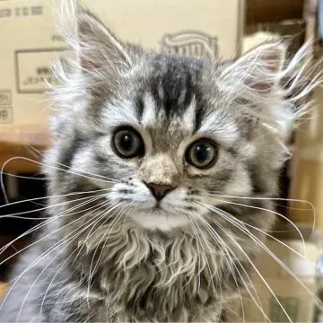 福島県で猫を家族に迎えるということ