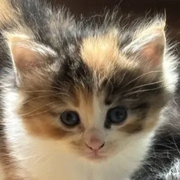 福島県で猫を探すなら?最初のステップ