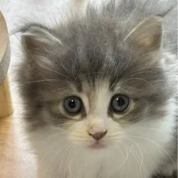 福島県で猫を迎え入れる準備と心構え