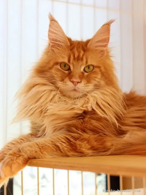 福生 猫 ブリーダーから子猫を迎える準備と注意点