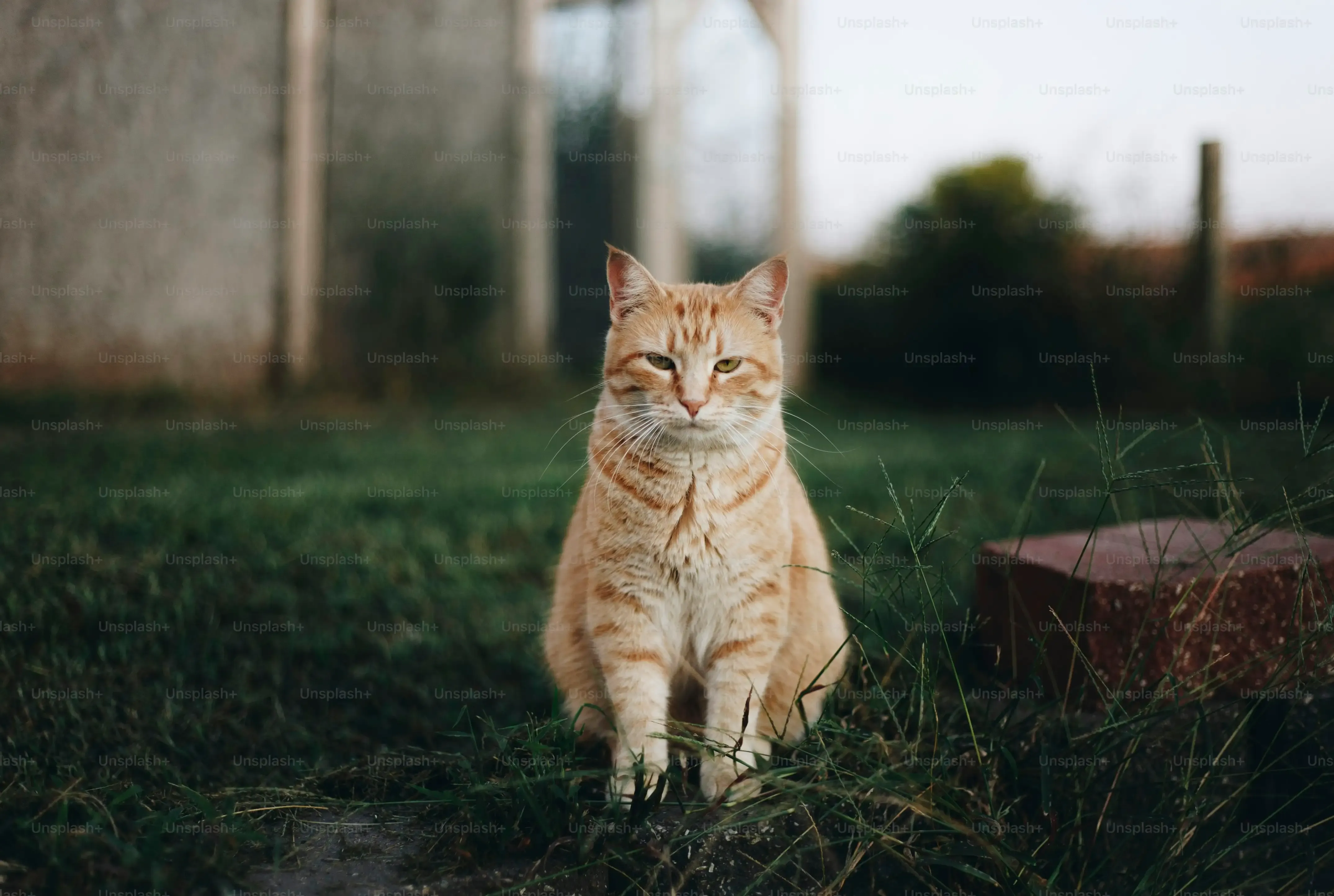 私が経験した「猫 良いブリーダー」との出会い