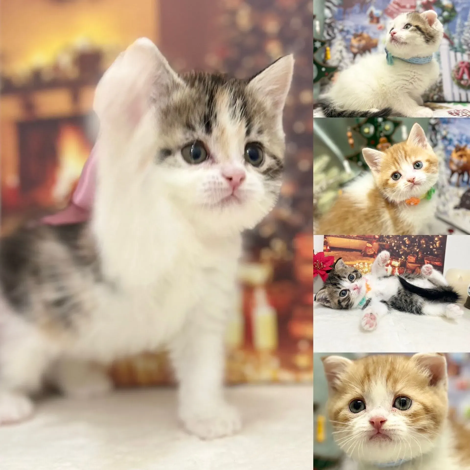 結局、保護 猫 ブリーダー どっちが良い?あなたに最適な選び方