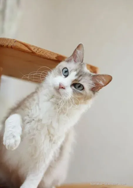 結局、藤沢で猫を迎えるには？ブリーダーか里親か
