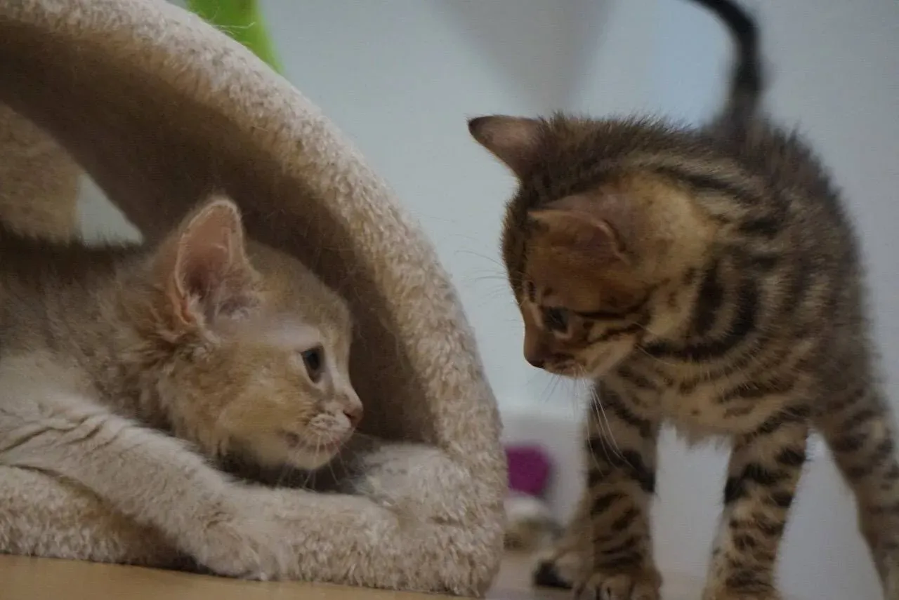 船橋で猫を家族に迎えるということ:ブリーダーか、それとも?