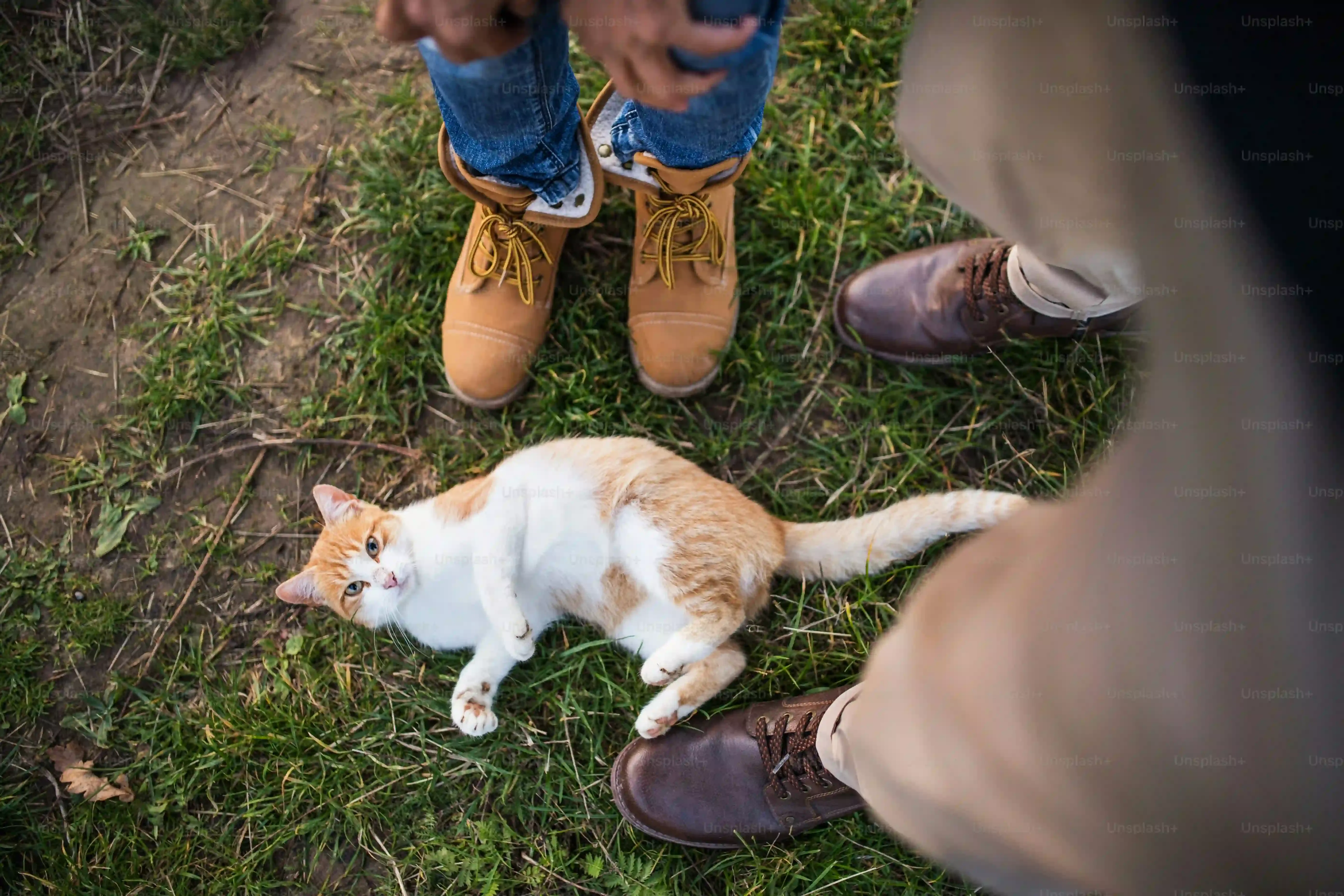 良いブリーダーを見つけるための「ブリーダー から 猫 を 飼う 条件」チェックリスト