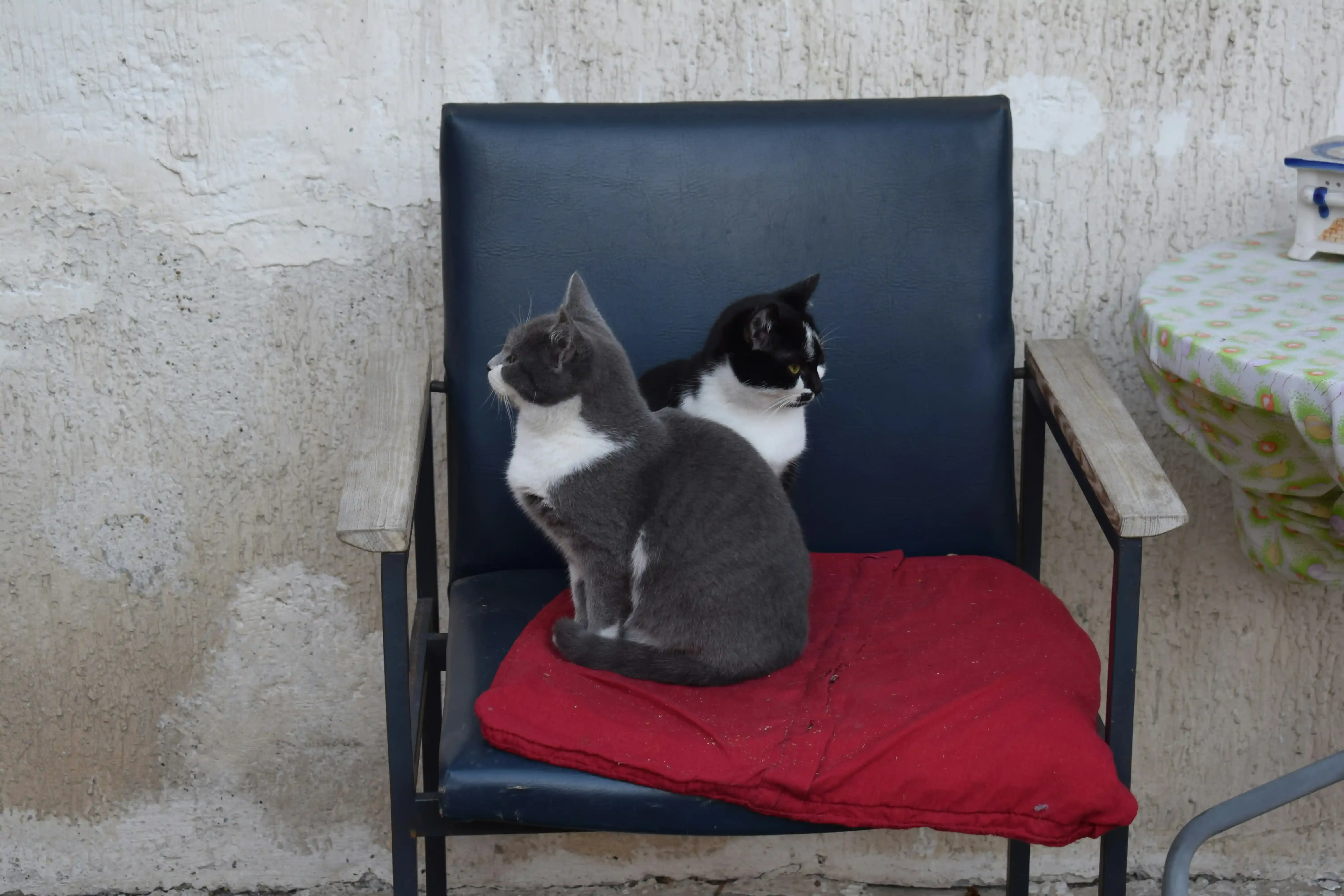 良いブリーダーを見分けるポイント。「猫を飼う条件」でわかる信頼度