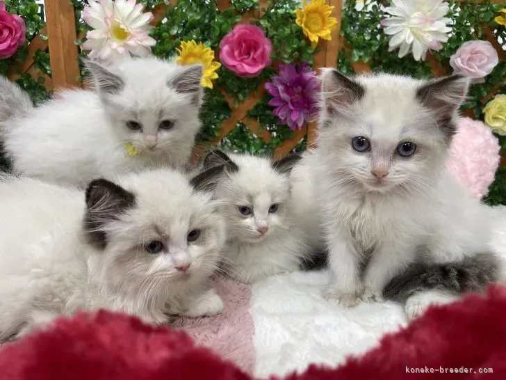 良いブリーダーを見分けるポイント:村山 博 一 ブリーダー 猫の場合