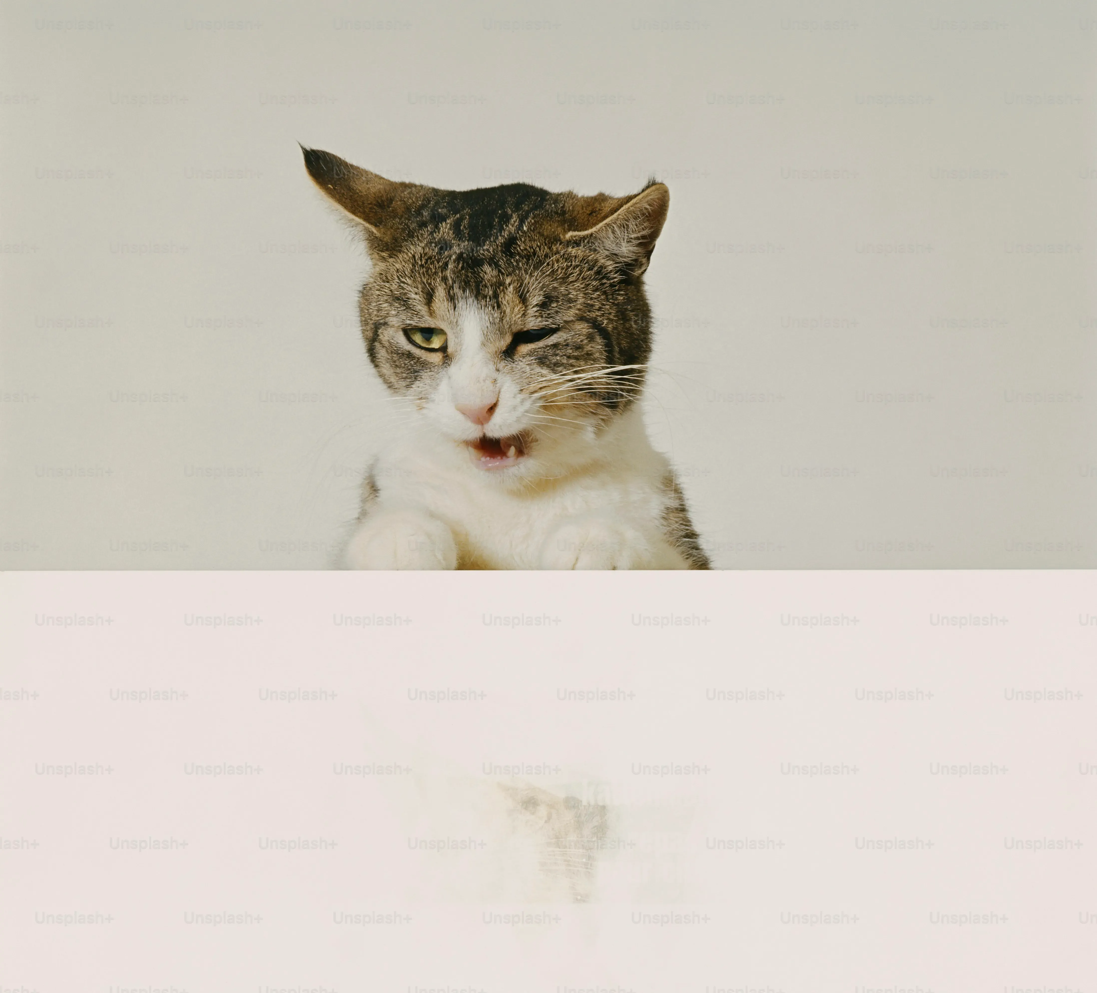 良い猫 ブリーダー 口コミに見る「ここが違う」ポイント