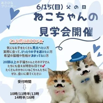 良い猫ブリーダーの見分け方:ここをチェック!