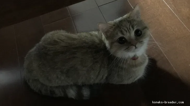 良い猫ブリーダー北陸で見極めるポイント