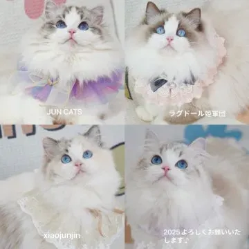 茨城県の猫ブリーダーからラグドールを迎えるメリット