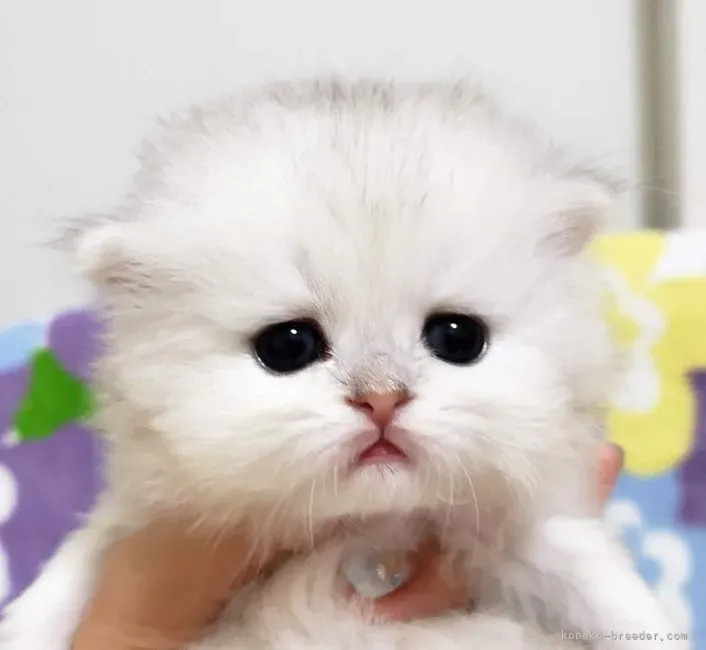 藤沢で猫を探すなら？藤沢 猫 ブリーダーという選択肢
