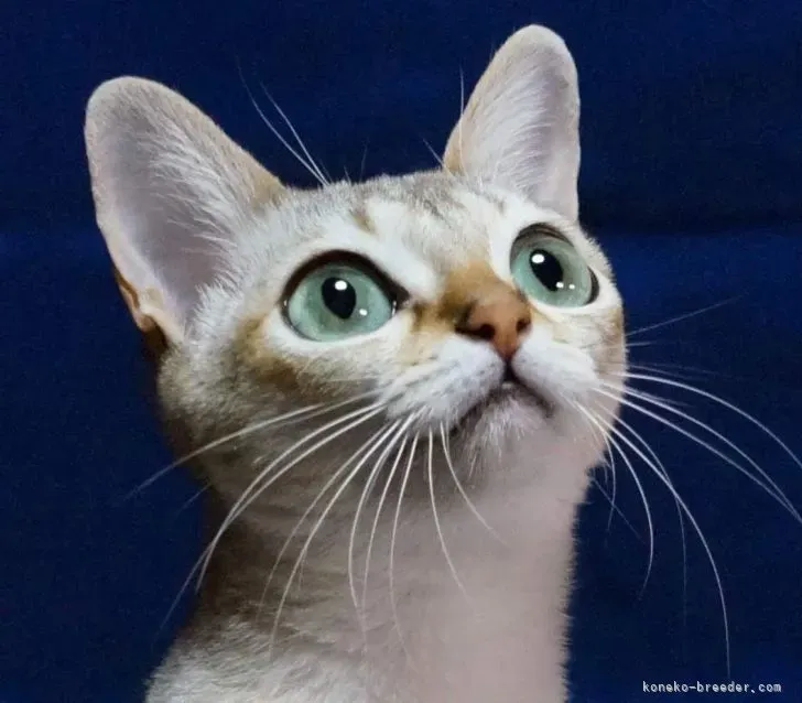 西宮で猫を探すなら:ブリーダーという選択肢