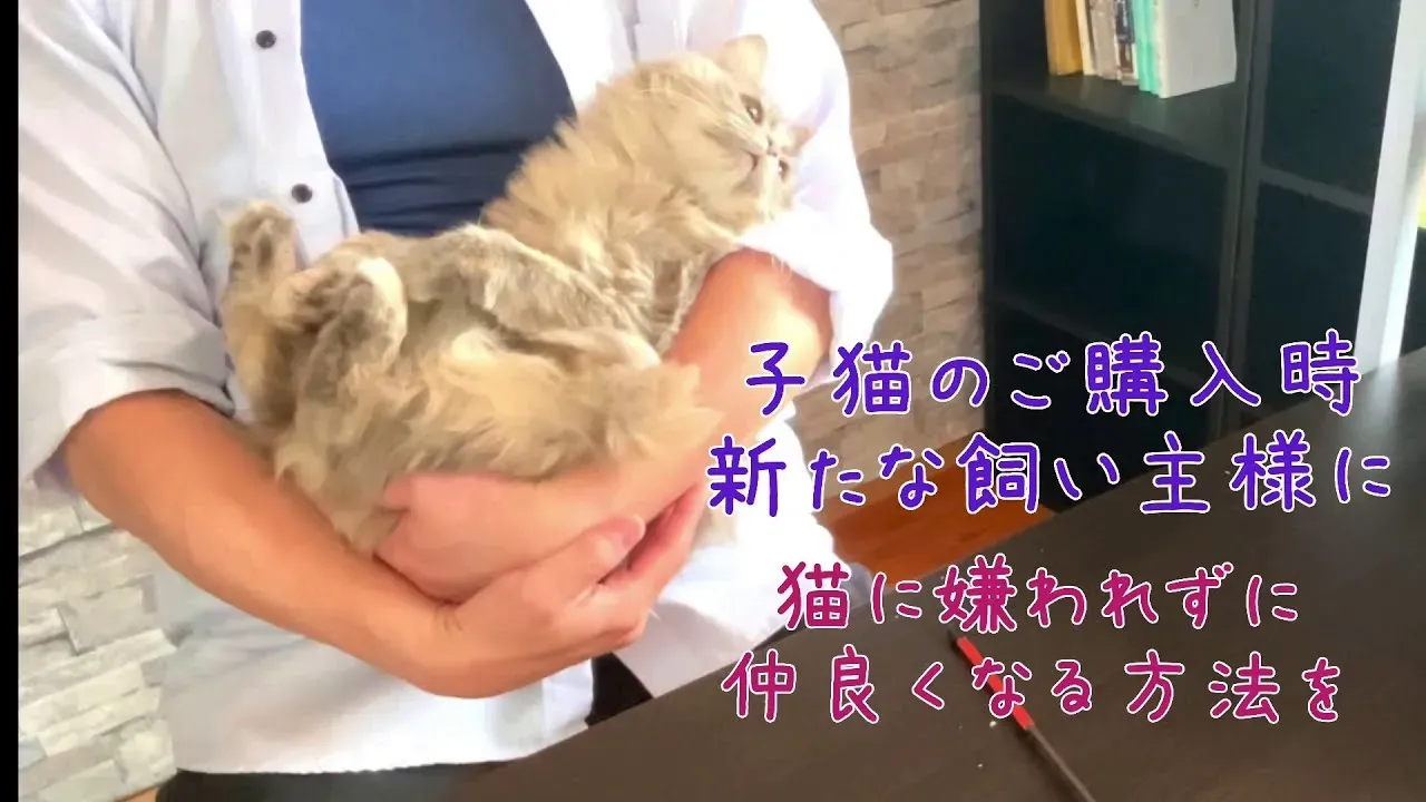 西尾 猫 ブリーダーとの良い関係を築くために