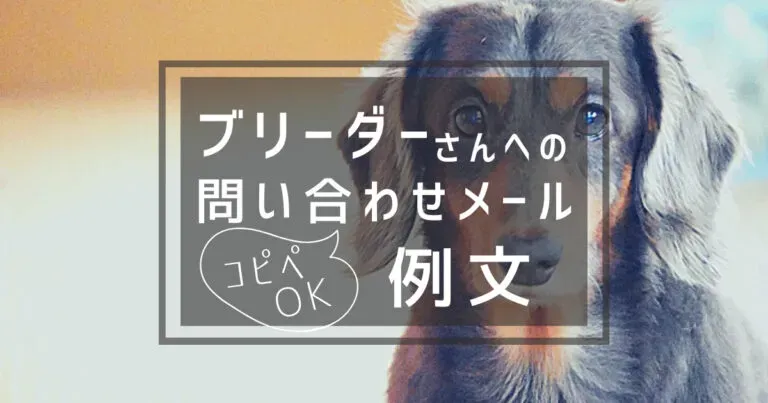 見学希望を伝えるブリーダー問い合わせ例文(猫編)