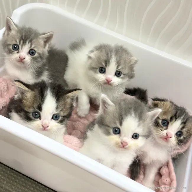 評判 の悪い ブリーダー 猫って、実際どうなの?