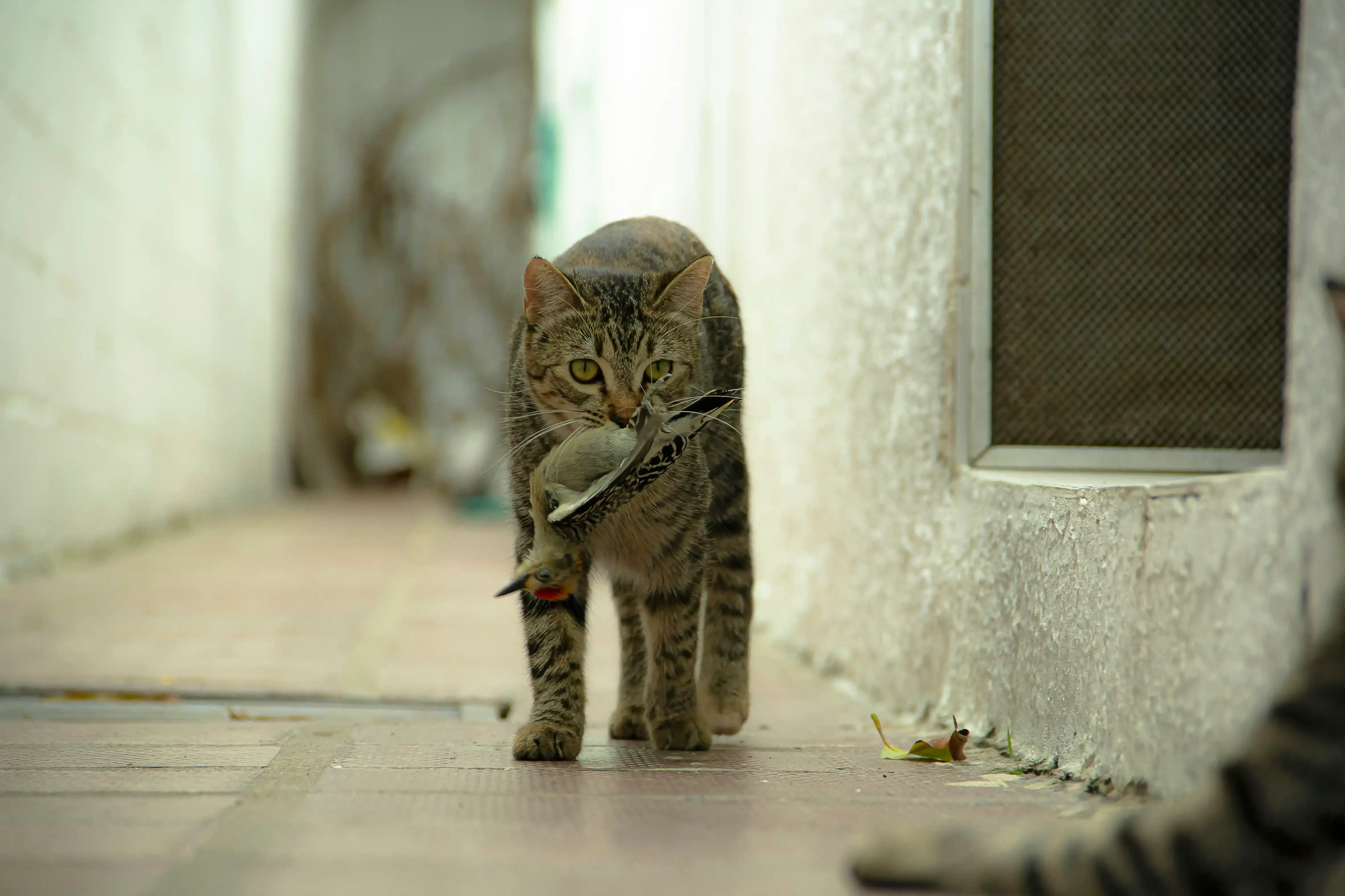 賢く選ぶ:劣悪な猫ブリーダーを避けるために