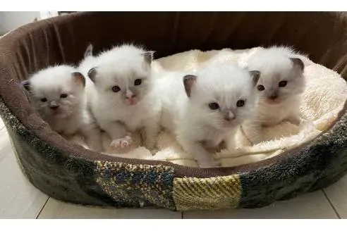 足立区で猫を迎えたい!まず「足立 区 猫 ブリーダー」はいるの?