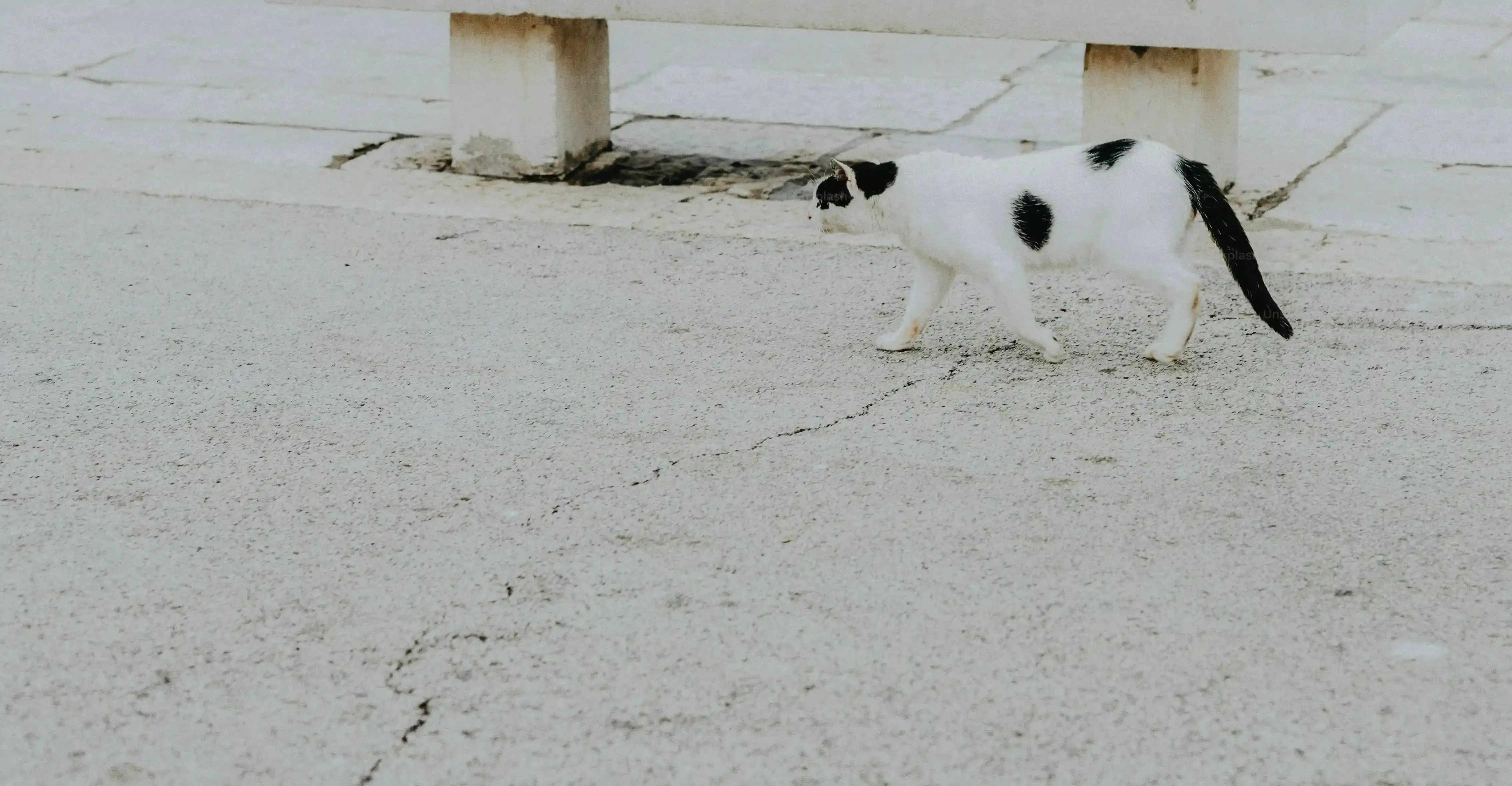 足立区で猫を迎え入れる前に:後悔しないための準備と心構え