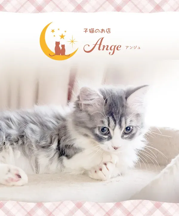 郡山での新しい家族:子猫との暮らしを始める前に