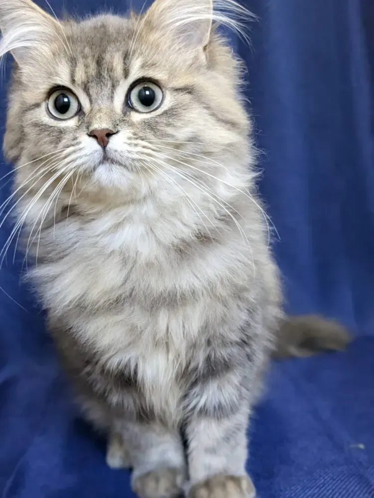 野田市の猫ブリーダーから子猫を迎えるメリット・デメリット