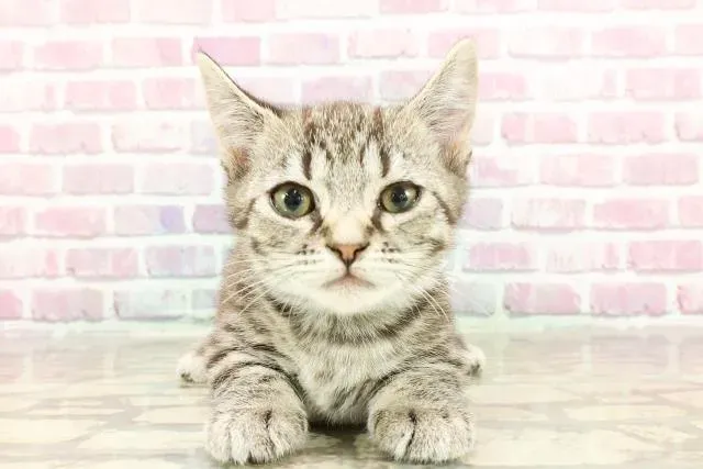 釧路 猫 ブリーダーから子猫を迎えるまでの具体的な流れ