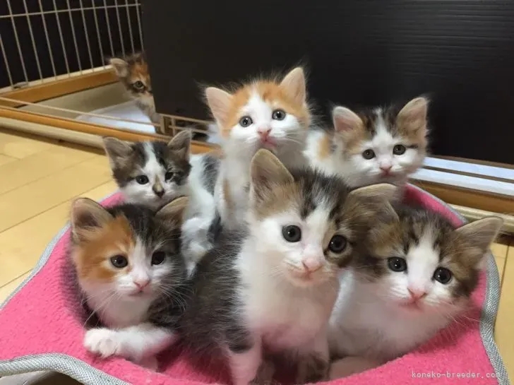 釧路で猫と幸せに暮らすために、ブリーダーとの良い関係を築く