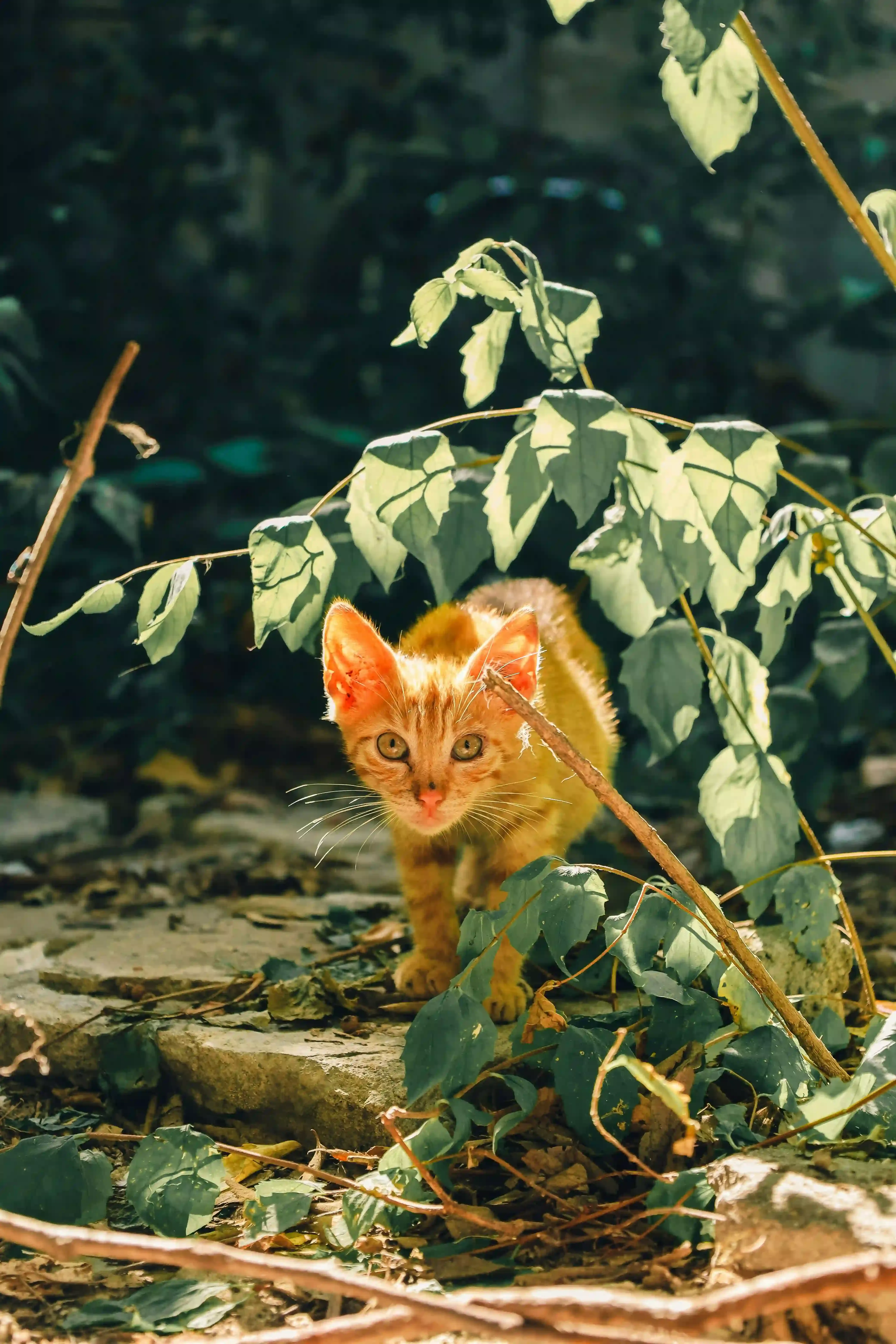 鈴鹿 猫 ブリーダーに関するよくある質問