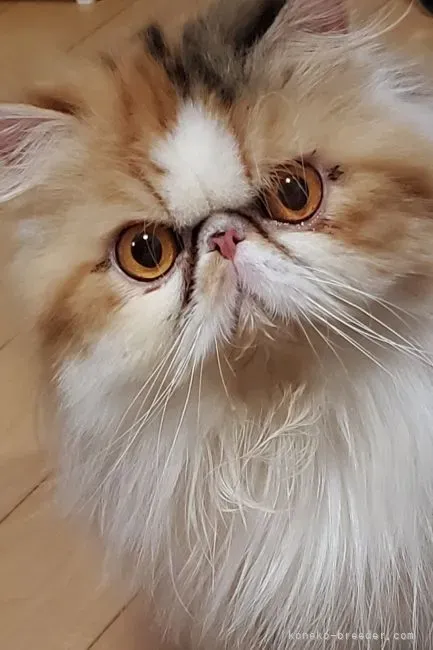 鈴鹿 猫 ブリーダーを探す前に知っておきたいこと
