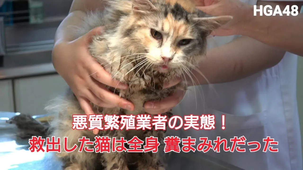 関東で猫を迎える前に知っておきたい悪質ブリーダー問題