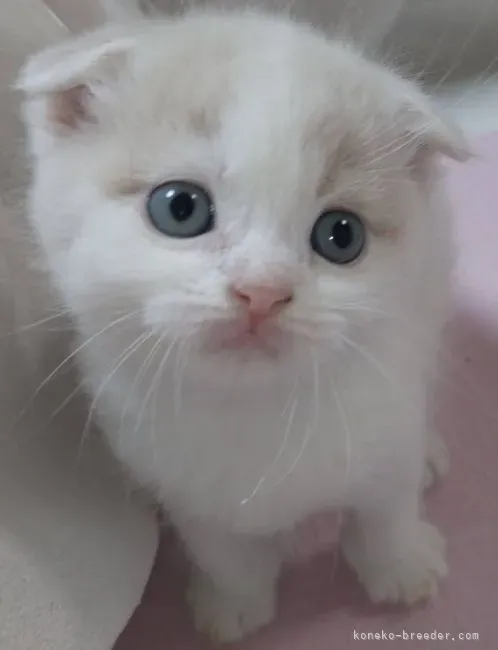 防府市で評判の猫ブリーダー、どんな猫舎?
