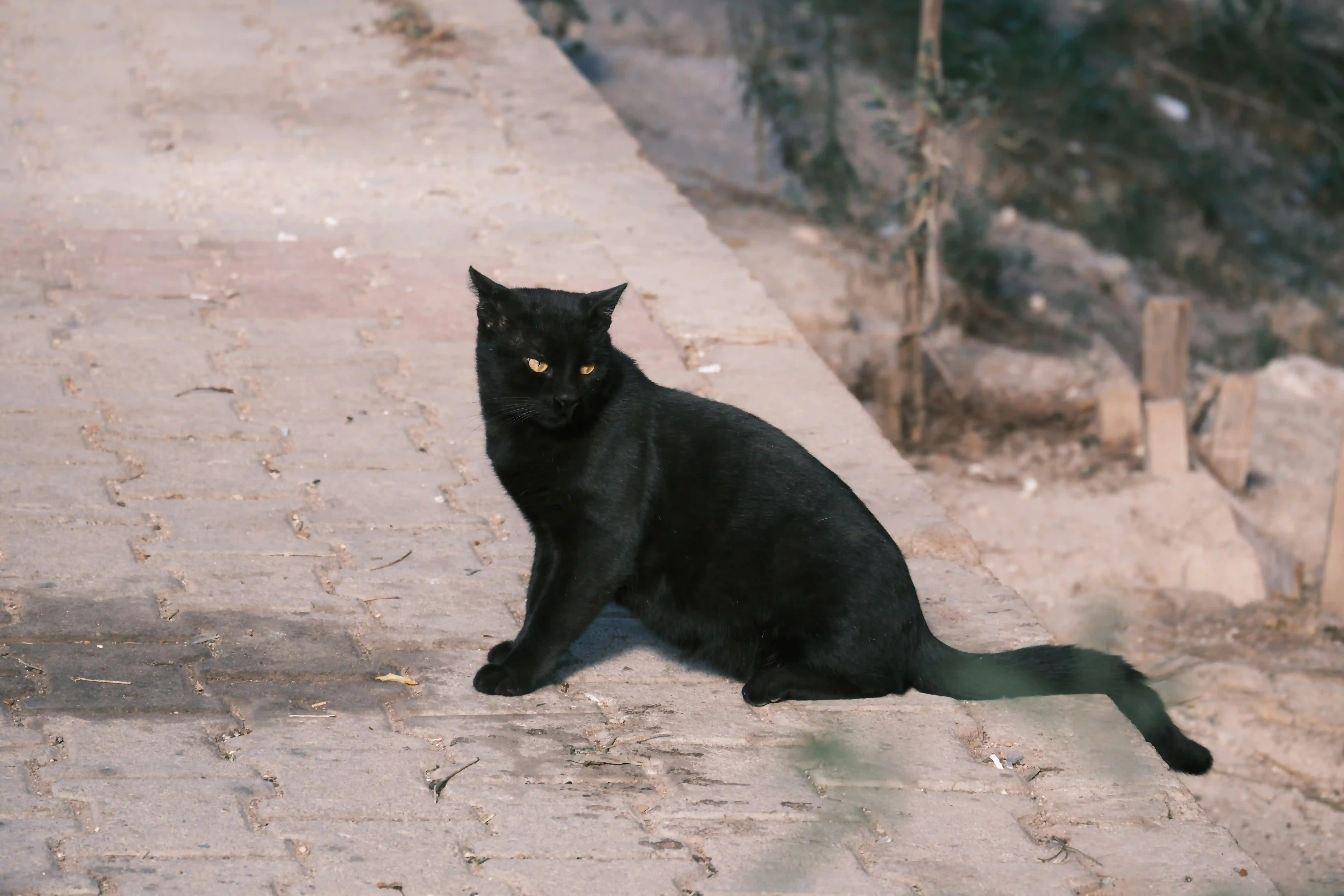 黒猫との楽しい暮らしとブリーダーとの関係