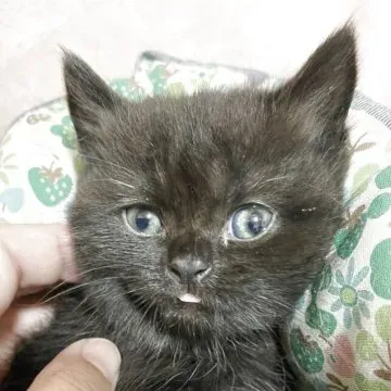 黒猫の魅力：なぜ黒猫を選ぶのか？