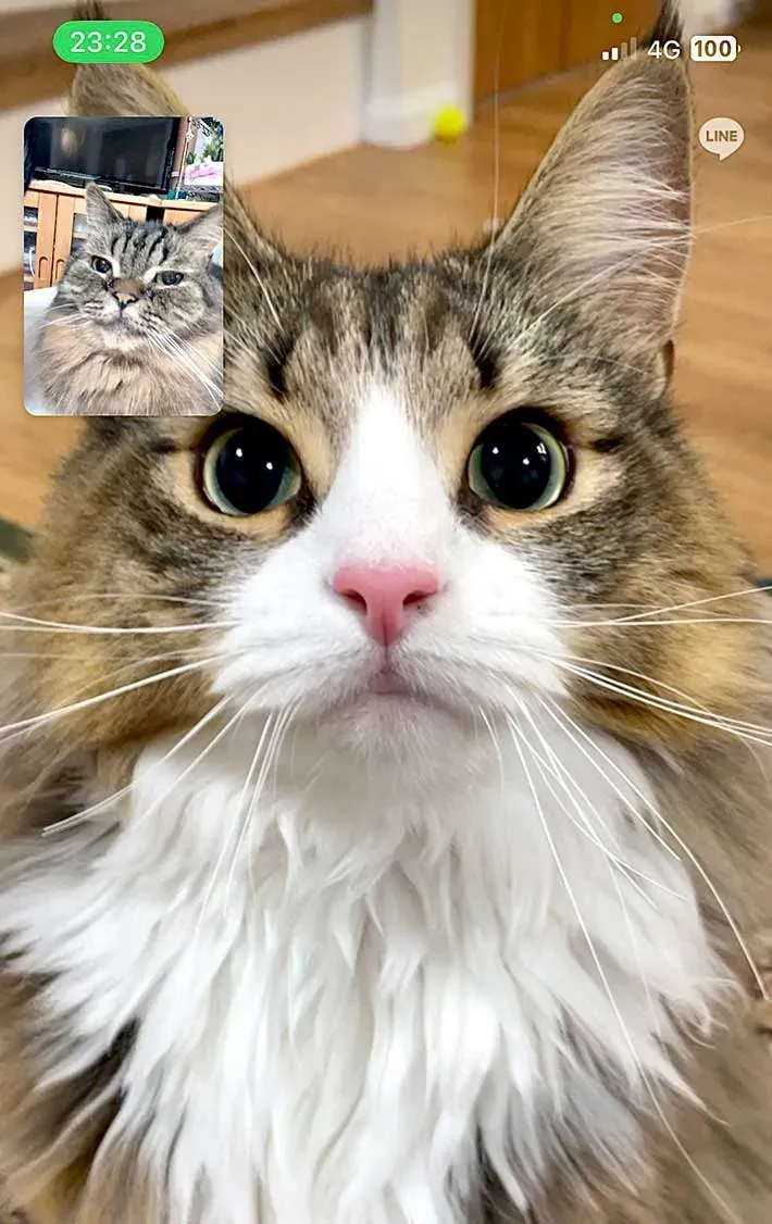 最高の癒やし！猫のビデオブログで日常に輝きをプラスする方法と人気チャンネル紹介