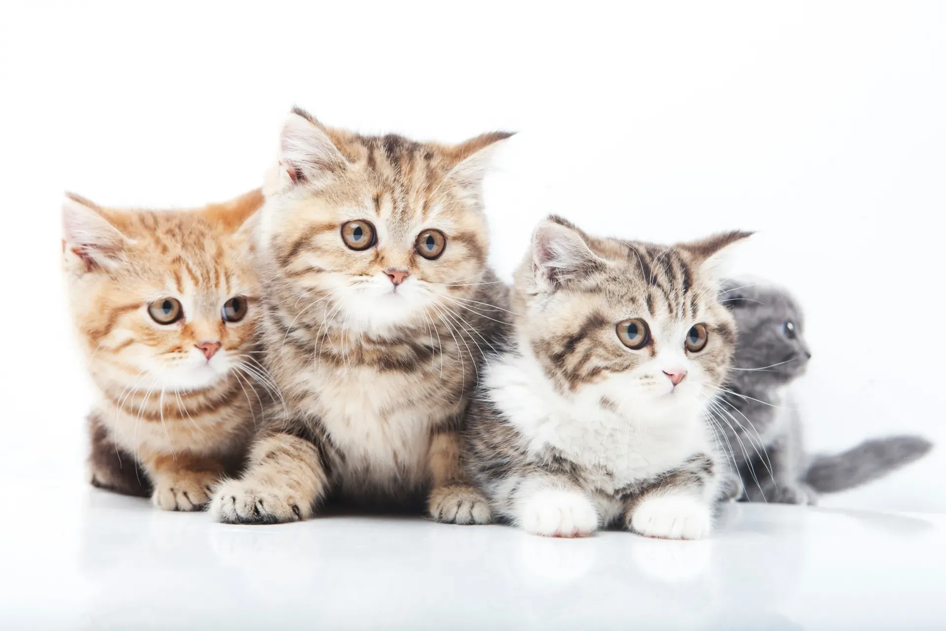 猫ブリーダーになるには？資格は必要？仕事内容や年収を徹底解説！