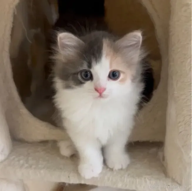 【必見】信頼できる猫ブリーダーブログの見つけ方！後悔しない子猫選びの完全ガイド